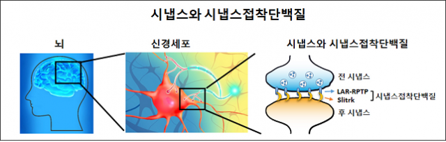 신경세포와 신경세포를